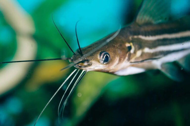 10 Popular Fishes of Indian Rivers