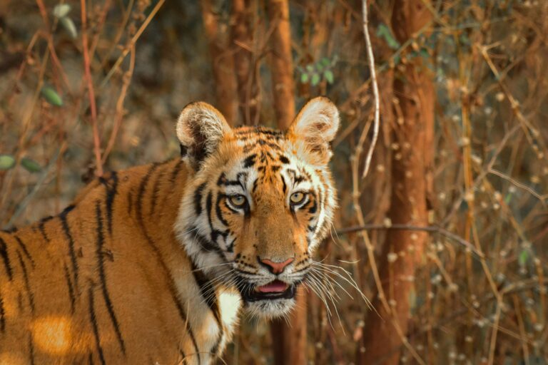 10 National Parks in India That Are Great for Safaris with Friends