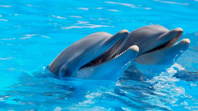 8 Animals That Attract Positive Energy