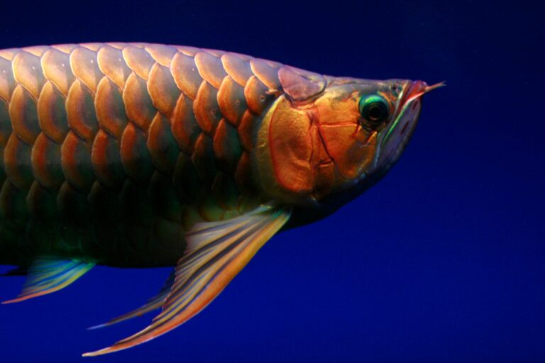7 animal species  discovered in 2024 that you didnt know