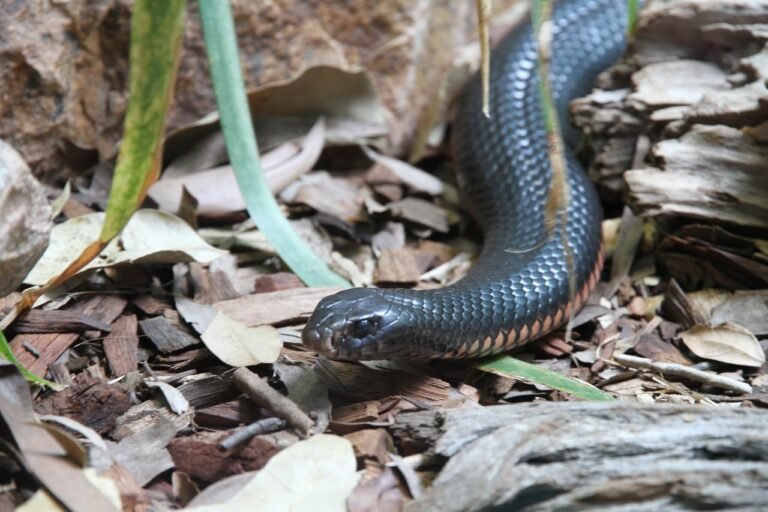The Most Venomous Snake in the World: Inland Taipan